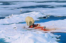 Polar bear {Ursus maritimus} feeds on seal kill with gulls scavenging, Svalbard, Norway north coast