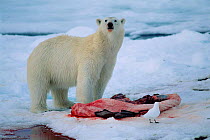 Polar bear {Ursus maritimus} at seal kill Svalbard, Norway
