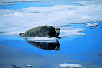Bearded seal on ice {Erignathus barbatus} Svalbard, Norway north coast