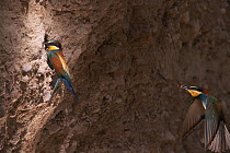 European bee eater {Merops apiaster} flying to nest with prey. Alicante, Spain
