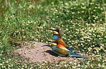 Two European bee eaters on ground {Merops apiaster} Corsica, Spain