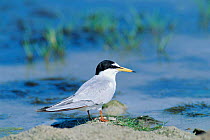 Little tern {Sternula albifrons} Oman