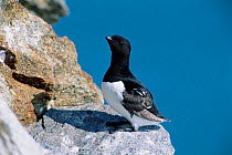 Little auk perched on rock {Plautus alle} Svalbard, Norway