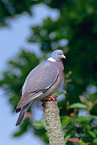 Wood pigeon perched {Columba palumbus}  Denmark