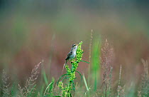 Aquatic warbler {Acrocephalus paludicola} Hortobagy National Park, Hungary