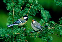 Great tit adult with young begging for food {Parus major} Denmark