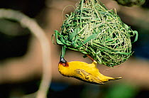 Ruppell's weaver male making nest {Ploceus galbula} Oman