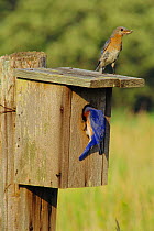 Eastern bluebirds with insect prey at nest box {Sialia sialis} USA