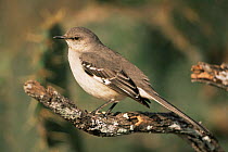 Northern mockingbird {Mimus polyglottos} profile on branch, Texas, USA.