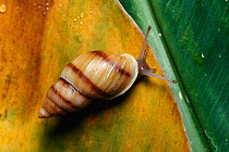 Moorean viviparous tree snail {Partula suturalis} extinct in Moorea