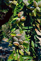 Almond nuts ripening on tree {Prunus dulcis} Spain