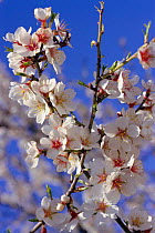 Almond tree blossom {Prunus dulcis} Spain
