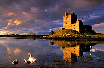 Swans on lake beside Dunguaire Castle, County Galway, Southern Republic of Ireland