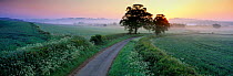 Summer morning over countryside with lane, Compton Pauncefoot, Somerset, UK