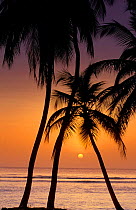 Sunset beneath palm trees, Pigeon Point, Tobago, Caribbean
