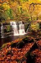 Waterfall in woodland, Brecon Beacons National Park, Wales, UK