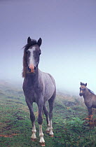Wild horses on Mynydd Llangorse, Brecon Beacons, Wales, UK