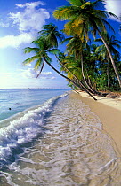 Idyllic beach landscape with pam trees and gentle waves, Pigeon Point, Tobago, Caribbean