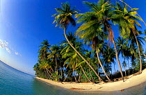 Fish-eye view of tropical island with palms, beach and sea, Pigeon Point, Tobago Caribbean