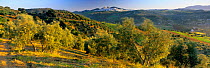 Panoramic view of olive grove with the Pueblo Bianco of Olvera beyond, Andalucia Spain