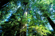 Looking up at Giant cedar trees in temperate rainforest, Vancouver Island, British Columbia, Canada, North America