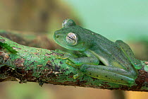 Emerald glassfrog female {Centrolenella prosoblepon} Costa Rica Rio San Carlos