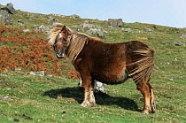 Dartmoor pony {Equus caballus} Dartmoor NP, Devon, UK