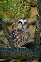 Northern saw whet owl {Aegolius acadicus} Colorado, USA