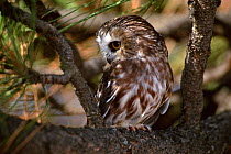 Northern saw-whet owl {Aegolius acadicus} captive, Colorado, USA