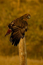 Red tailed hawk {Buteo jamaicensis}  Colorado, USA