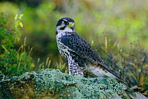 Prairie falcon {Falco mexicanus} Colorado, USA