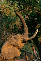 African elephant reaching upo with trunk to feed on seed pods.  Manu pools NP, Zimbabwe {Loxidonta africana}