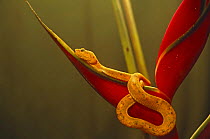 Eyelash viper {Bothrops schlegeli} on Heliconia,  Esmeraldas, Ecuador