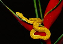 Eyelash viper {Bothrops schlegeli} on Heliconia Esmeraldas, Ecuador