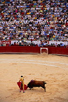 Bull fight, Quito festival, Ecuador 6 December. South America