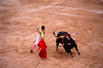 Bull fight, Quito festival, Ecuador 6 December. South America