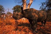 Toursits watching and photographing Black rhino {Diceros bicornis} Matusadona NP, Zimbabwe