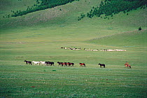 Horseman herding horses, Hangay mountains, Mongolia 1992