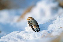Snow bunting male in snow {Plectrophenax nivalis} Cairngorms, Scotland, UK