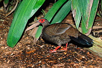 Edwards pheasant hen {Lophura edwardsi}