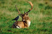Fallow deer stag {Dama dama} with Jackdaw {Corvus monedula} perched on its back, England, UK