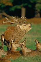 Red deer stag calling in rut {Cervus elaphus} with hinds nearby, Richmond Park, London, UK