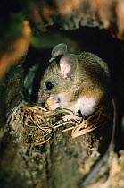 Californian mouse {Peromyscus californicus} feeding, captive