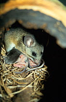 Californian mouse {Peromyscus californicus} male huddling over five day babies, captive