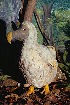 Dodo model {Raphus cucullatus} Port Louis museum, Mauritius