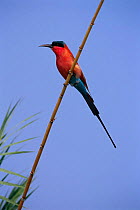 Carmine bee-eater {Merops nubicus} Chobe NP, Botswana