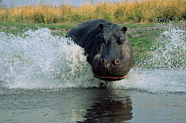 Hippo charging into water {Hippopotamus amphibius} Chobe NP, Botswana