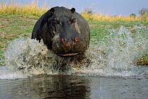 Hippo charging into water {Hippopotamus amphibius} Chobe NP, Botswana