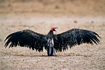 Lappet faced vulture drying wings {Torgos tracheliotus} Etosha NP, Namibia