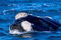 Southern right whale at surface {Balaena glacialis australis} South Africa